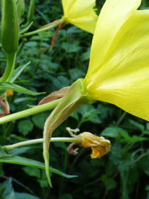 Oenothera glazioviana